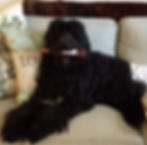 Deer Creek Labradoodles
