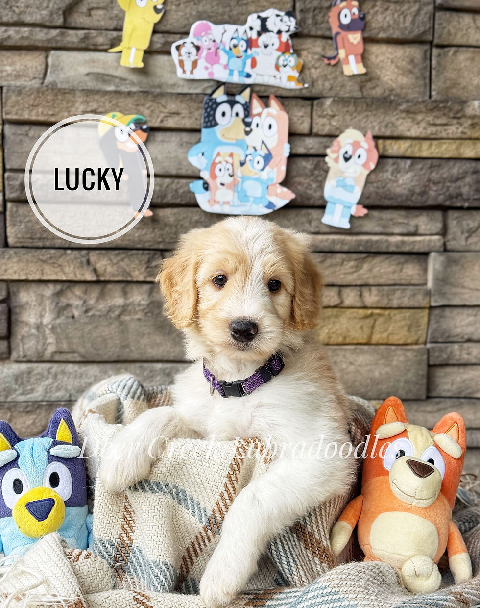 Lucky
