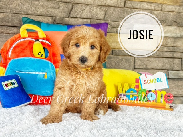 Josie