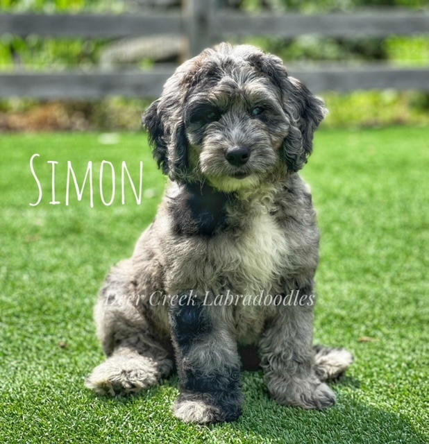Simon 2.jpeg