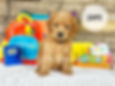 Zippy