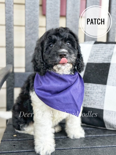 Patch