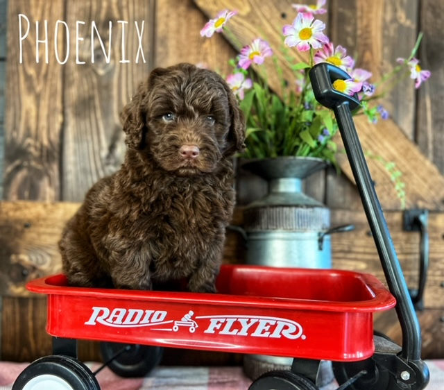 Phoenix- $3000