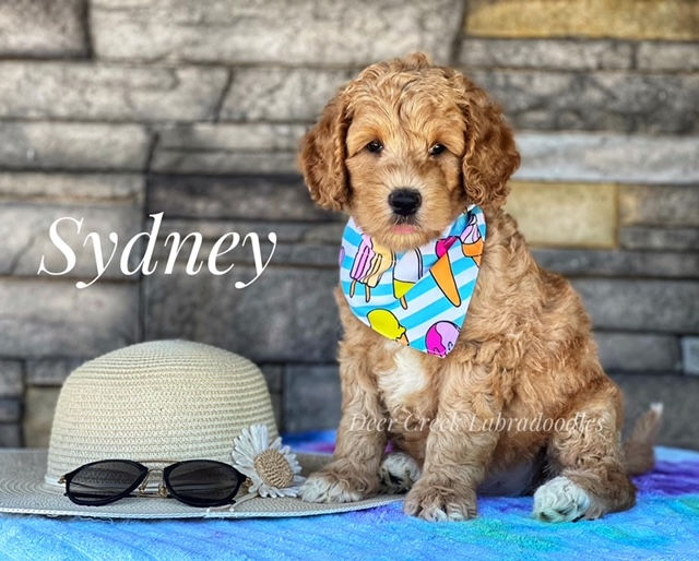 Sydney - $3000
