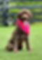 Zoey.jpg