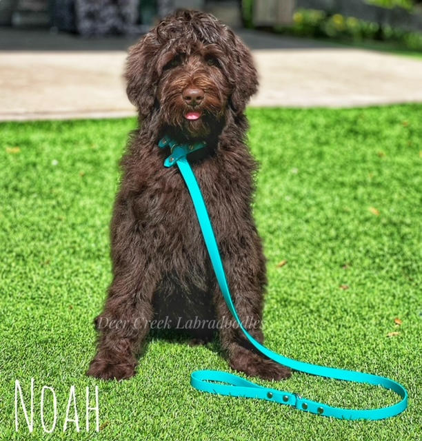 Noah 1.jpeg