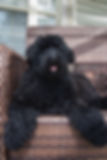 Deer Creek Labradoodles