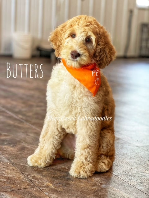 Butters