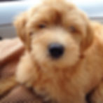 Deer Creek Labradoodles