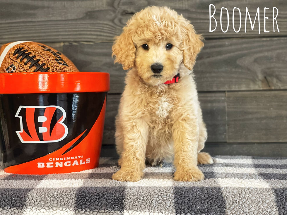 Boomer