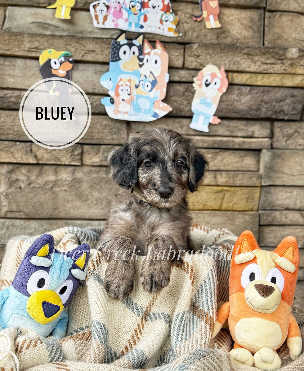 Bluey
