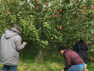 Apples and more apples!