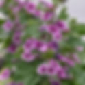 Grande mauve à fleurs panachées | Jardin des Senteurs