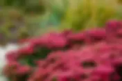 Orpin (fleur rouge) | Jardin des Senteurs