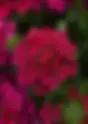 Verveine vivace | Jardin des Senteurs