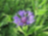 Centaurée des montagnes | Jardin des Senteurs