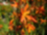 Crocosmia (orange) | Jardin des Senteurs