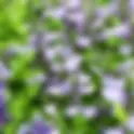 Sauge à petites feuilles | Jardin des Senteurs