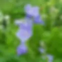 Campanule à feuille de pêcher bleue | Jardin des Senteurs