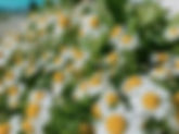 Camomille sauvage | Jardin des Senteurs