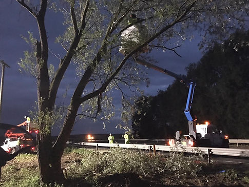 Removing willow trees from road