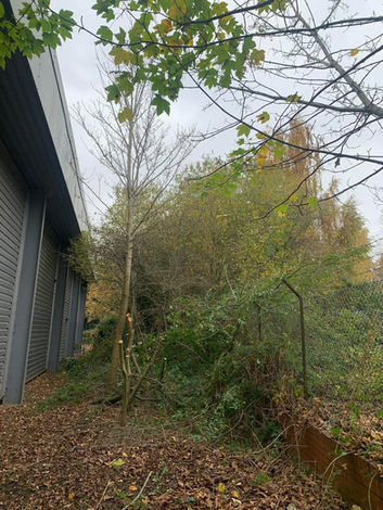 Tree work in action