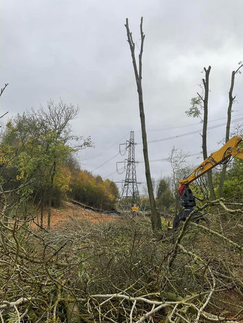 Tree clearance