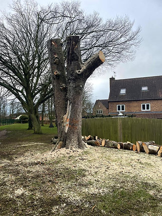 Commercial tree work