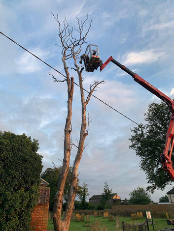 Working on an old tree
