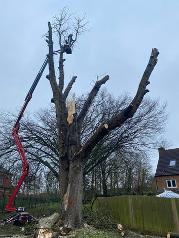 Tress surgeon at work