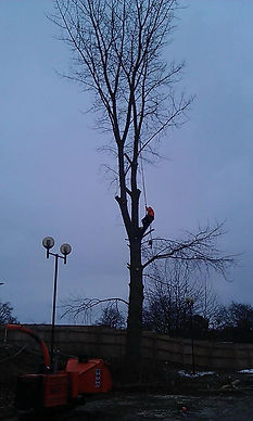 Poplar removed in Boston