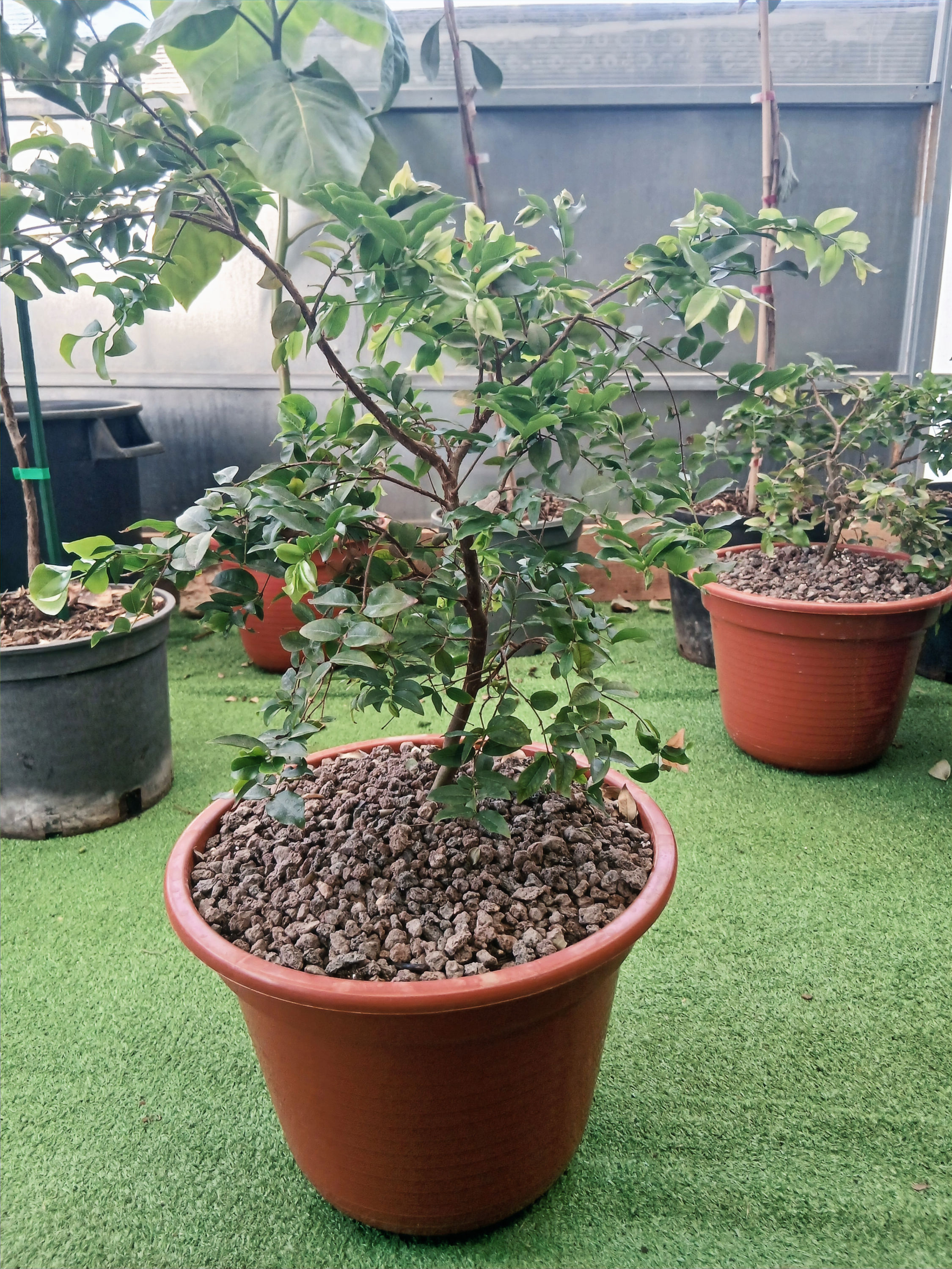 Jaboticaba tree