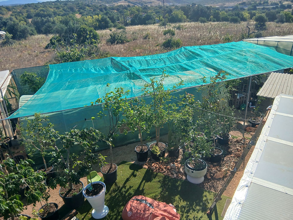 Edible garden design and consultation services