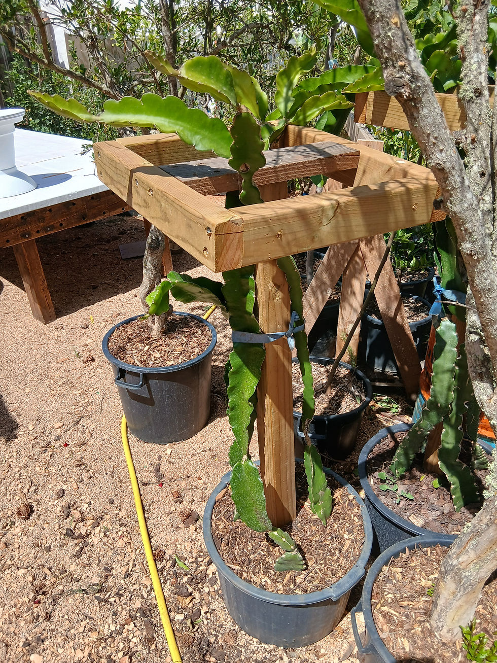 Thumbnail: Pitaya Cactus Plant (Dragon Fruit) Set