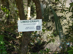 Limão-cravo (2)