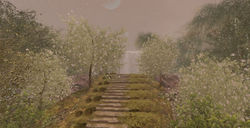 Forest Scape