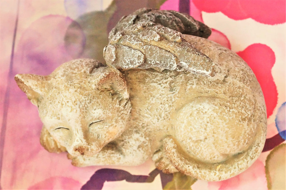 Miniaturbild: Herzige geflügelte Katze