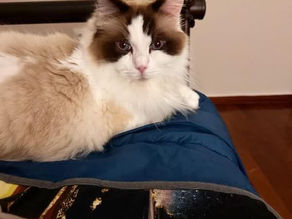 Ask for professional help before rehoming your pet