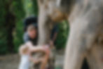 elephant.jpeg
