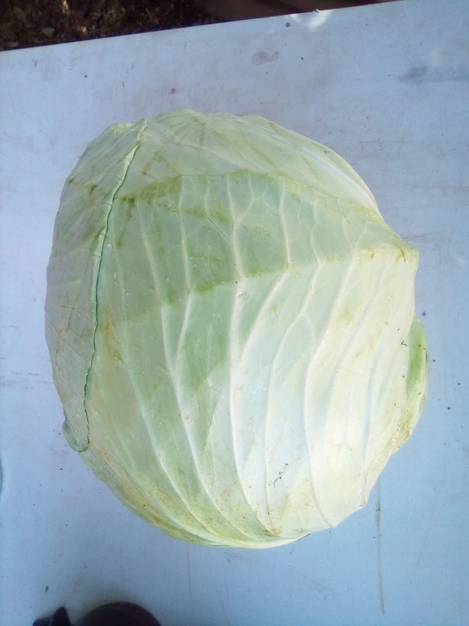Kool/Cabbage