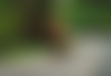 Elk Lake Triathlon a Success - Dynamic Race Events