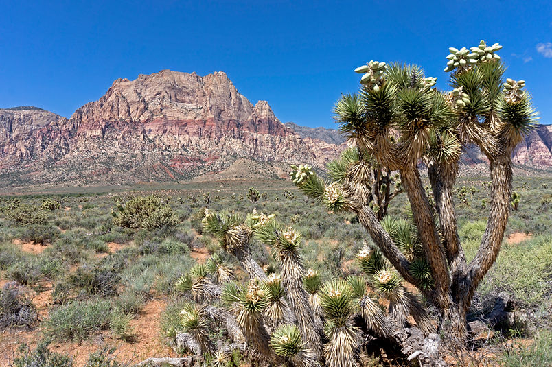 Red Rock canyon national conservation area
