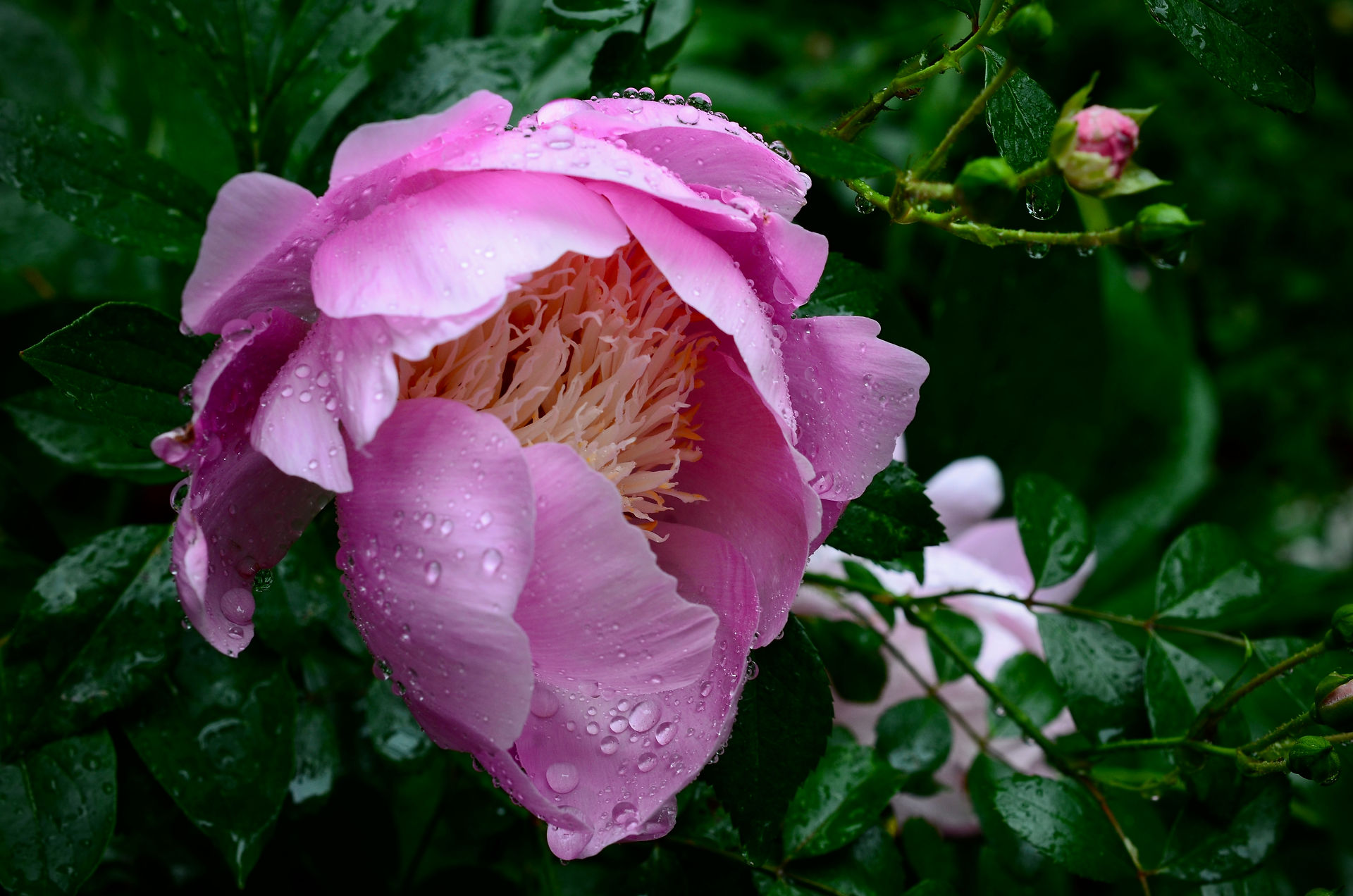 Anemone (Japanese) peony