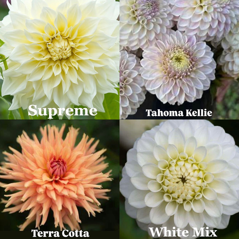 Thumbnail: Dahlia Tubers
