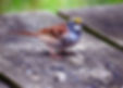 Birds abound