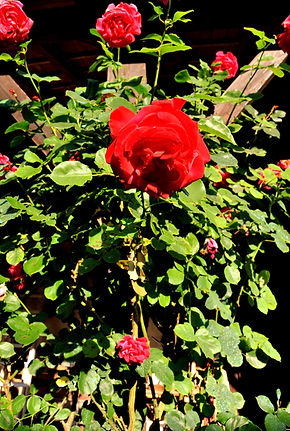 DSC_0115_edited.jpg