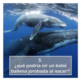 5. ¿qué podría oír un bebe ballena jorobada al nacer_