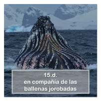 15.d. en compañia de las ballenas jorobadas