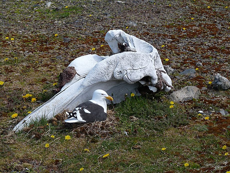 1600px-Goéland_dominicain_couvant_à_l'abri_d'_un_crâne_de_cétacé_-_panoramio.jpg