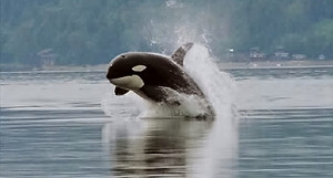 Orca_porpoising.jpg